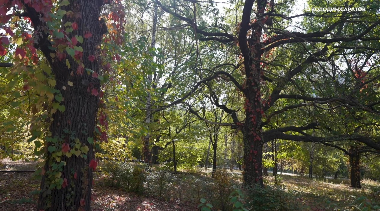 Саратовцам рассказали, когда Ботанический сад СГУ станет доступен для посещений